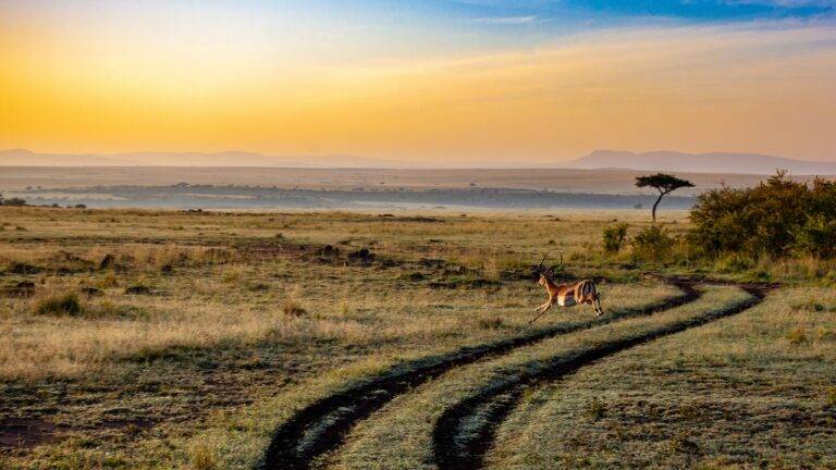 Sustainable Tourism in Desert Landscapes: Preserving Fragile Ecosystems